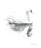 Swan.jpg