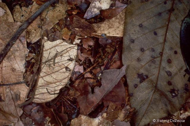 For a closer Look at Anolis chrysolepis, click here