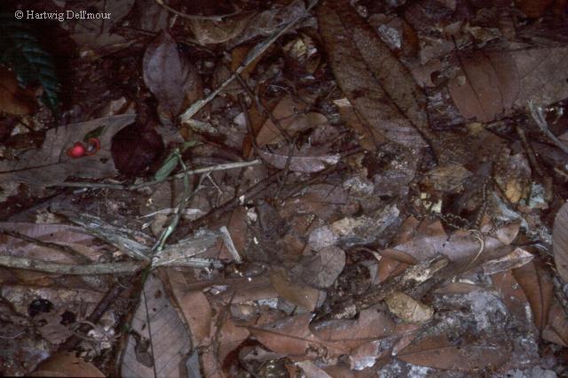 Try to spot the toad!&nbsp; (Click to see a close-up)