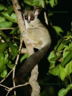 Galago moholi: Click to enlarge
