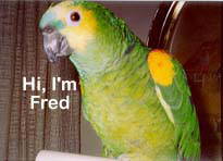 Fred our Blue Fronted Amazon