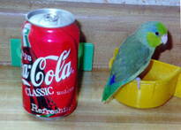 Twerp our pocket parrot