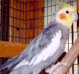 Tweeter our Cockatiel