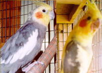 Tweeter and Pretty Bird
