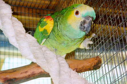 Fred our Blue Fronted Amazon
