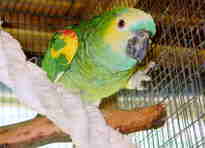 Fred our Blue Fronted Amazon