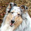 click here for Dusty's page