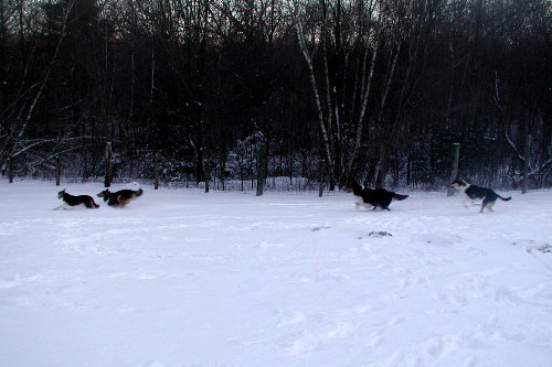 Teak, Mouse, Sierra and Joy enjoying their evening romp.