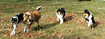 click to go to main Dogs page