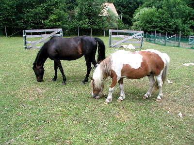 click here to visit Ponie's Home Page