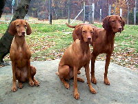 click here for Vizslas page