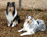 click here for Collies page