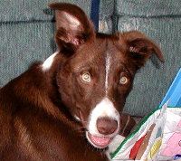 click here for Border Collies page