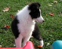 click here for Lily's page
