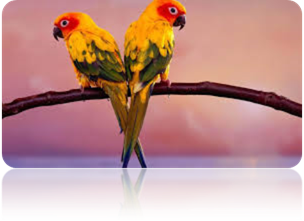 Description: Description: http://www.geocities.ws/176176/Australian%20king%20parrot_files/image002.png