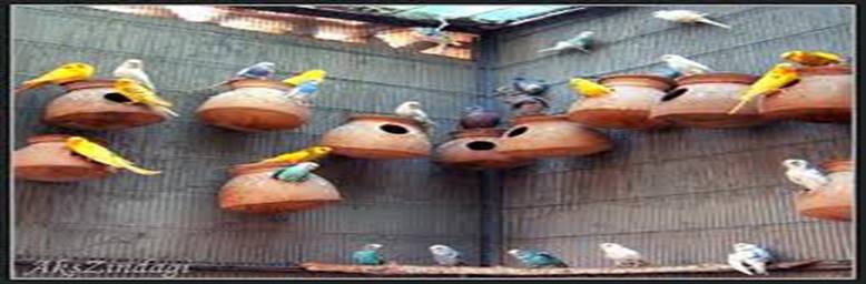 Description: Description: http://www.geocities.ws/176176/Australian%20king%20parrot_files/image004.jpg