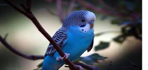 Description: Description: http://www.geocities.ws/176176/Australian%20king%20parrot_files/image006.jpg