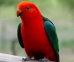 Description: Description: http://www.geocities.ws/176176/Australian%20king%20parrot_files/image007.jpg
