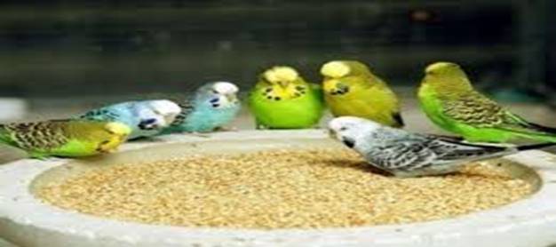 Description: Description: http://www.geocities.ws/176176/Australian%20king%20parrot_files/image009.jpg