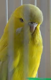 Description: Description: http://www.geocities.ws/176176/Australian%20king%20parrot_files/image010.jpg