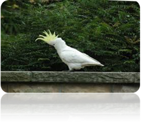 Description: Description: http://www.geocities.ws/176176/COCKATOOS_files/image002.png