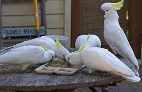 Description: Description: http://www.geocities.ws/176176/COCKATOOS_files/image003.jpg