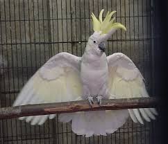 Description: Description: http://www.geocities.ws/176176/COCKATOOS_files/image004.jpg