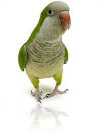 Description: Description: http://www.geocities.ws/176176/Quaker%20Parrot_files/image002.png