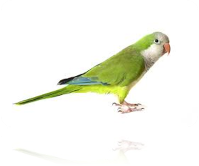 Description: Description: http://www.geocities.ws/176176/Quaker%20Parrot_files/image004.png