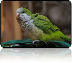 Description: Description: http://www.geocities.ws/176176/Quaker%20Parrot_files/image006.png