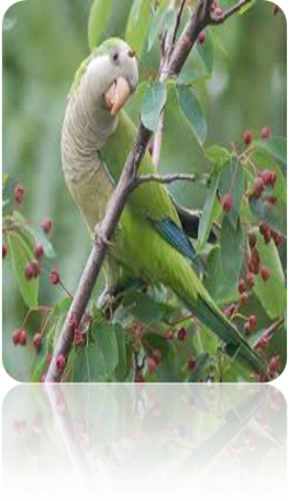Description: Description: http://www.geocities.ws/176176/Quaker%20Parrot_files/image008.png