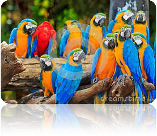 Description: Description: Description: Description: Description: Description: C:\Users\Rana Haseeb\Documents\parrots\Index_files\image003.png
