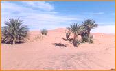 Avanc�e du sable sur la palmeraie