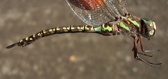 Canada Darner (Aeshna canadensis)