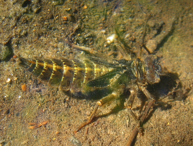Cordulegaster naiad, female, August 10, 2013