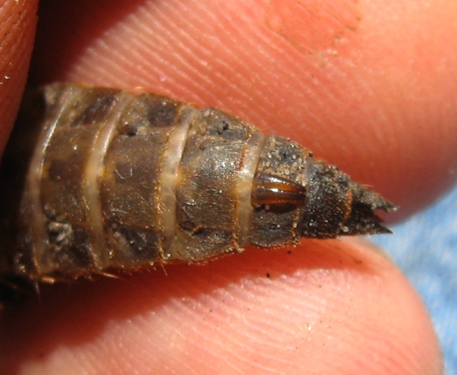 Cordulegaster naiad, female ovipositor, August 10, 2013