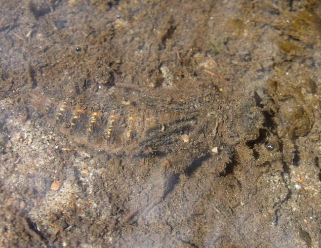 Cordulegaster naiad, female, May 06, 2014