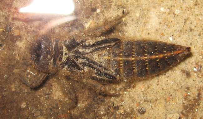 Cordulegaster naiad, female, August 30, 2014