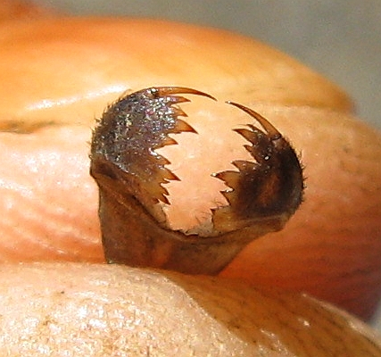 Cordulegaster naiad, labial palps, August 10, 2013