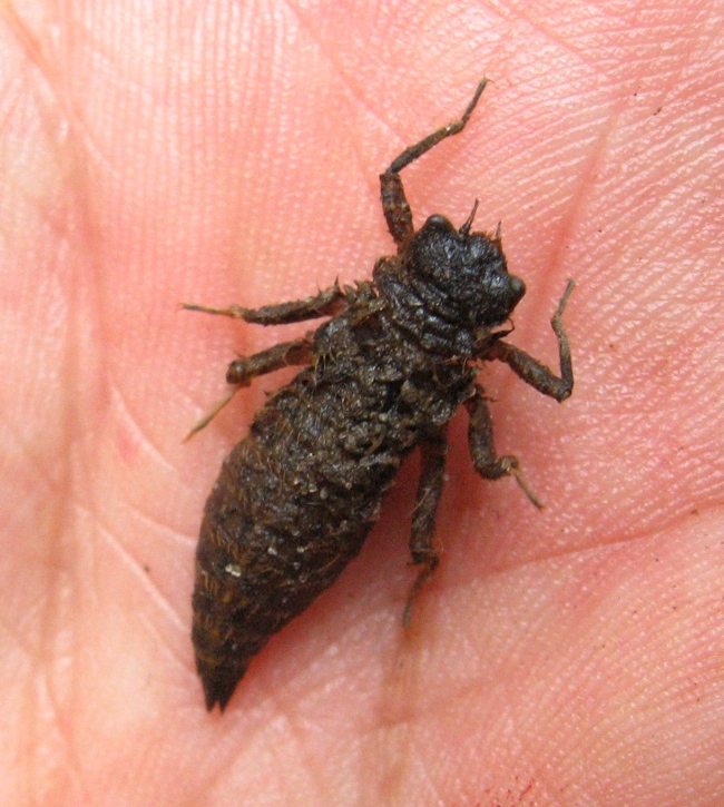 Cordulegaster naiad, male, August 09, 2013