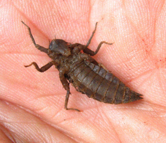 Cordulegaster naiad, male, August 09, 2013
