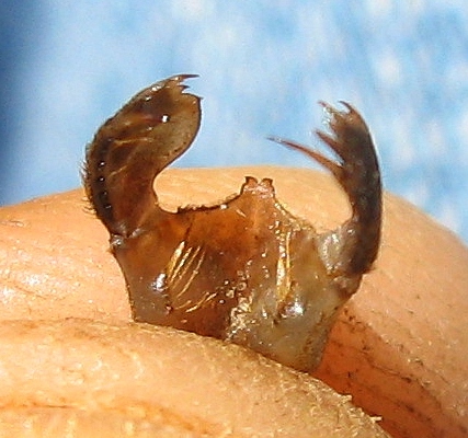 Cordulegaster naiad, premental and labial setae, August 10, 2013