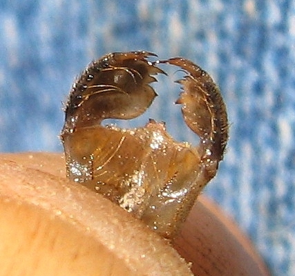 Cordulegaster naiad, premental and labial setae, August 10, 2013