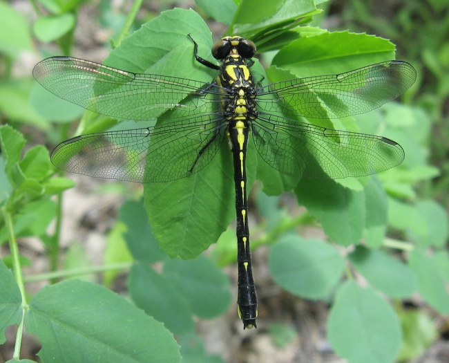 retro cum swallow striped dragonfly