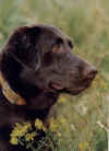 GAAnnie.jpg (89103 bytes)