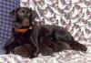 GAAnniepups.jpg (126314 bytes)