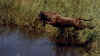 GAPinkiejump.jpg (30734 bytes)