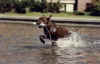 GARiosplash.jpg (90935 bytes)