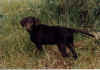 GATwiggy.jpg (156793 bytes)