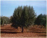 zeytin_agac_.jpg